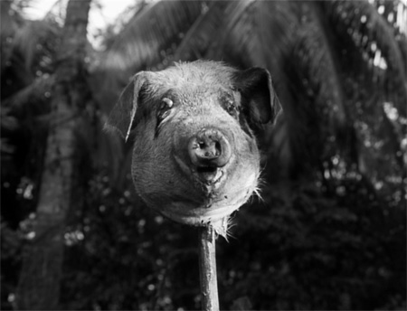 2422663323_5895cdda0c_o