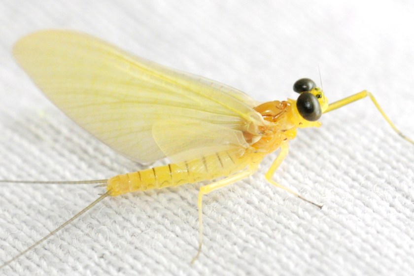 mayfly_2
