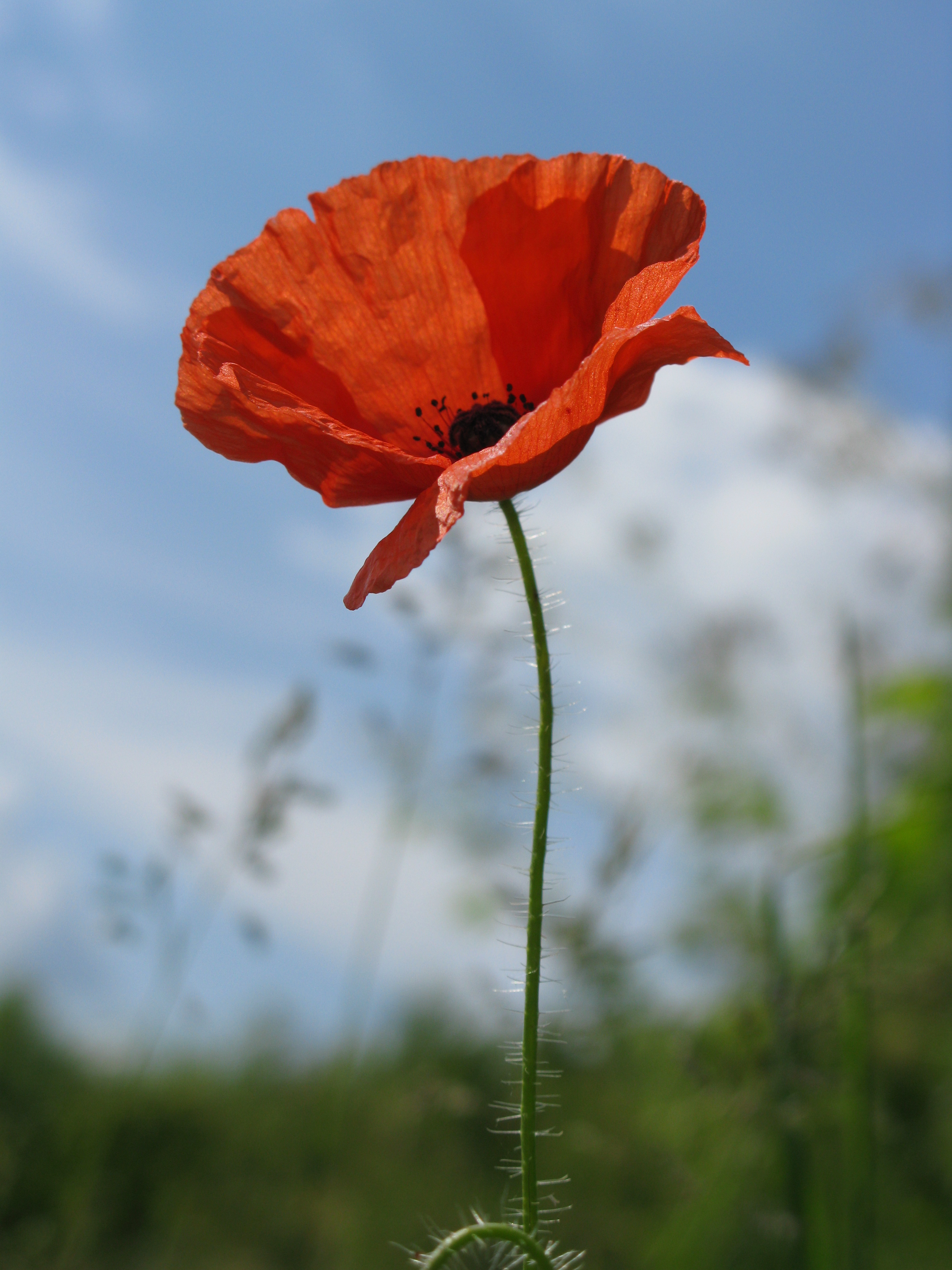 poppy_stock_1_by_sassy_stock-d4r019g